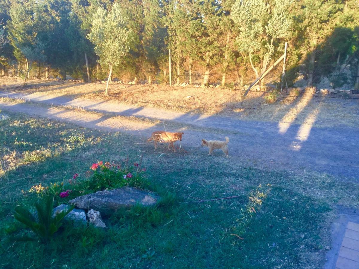 Agriturismo Sogno Latino Iglesias Extérieur photo